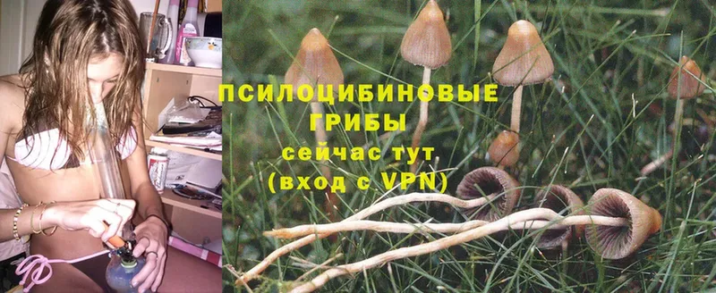 продажа наркотиков  Аркадак  omg как войти  Галлюциногенные грибы Psilocybe 